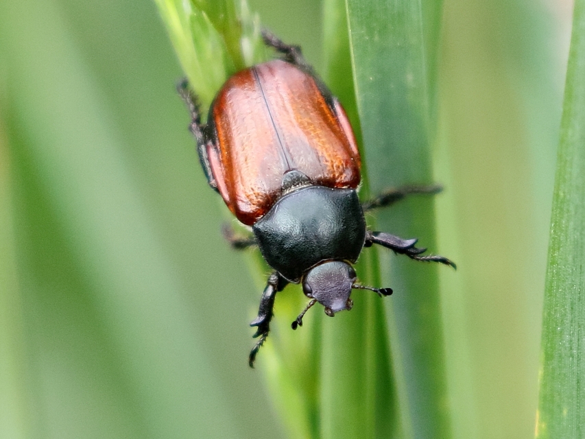 Anisoplia lata - széles szipoly Anisoplia lata - széles szipoly