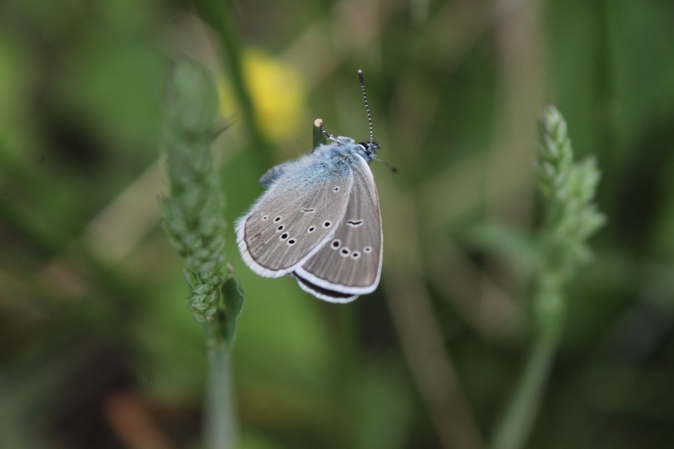Cyaniris semiargus - aprószemes boglárka