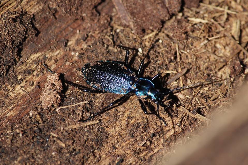 Carabus intricatus - kék laposfutrinka