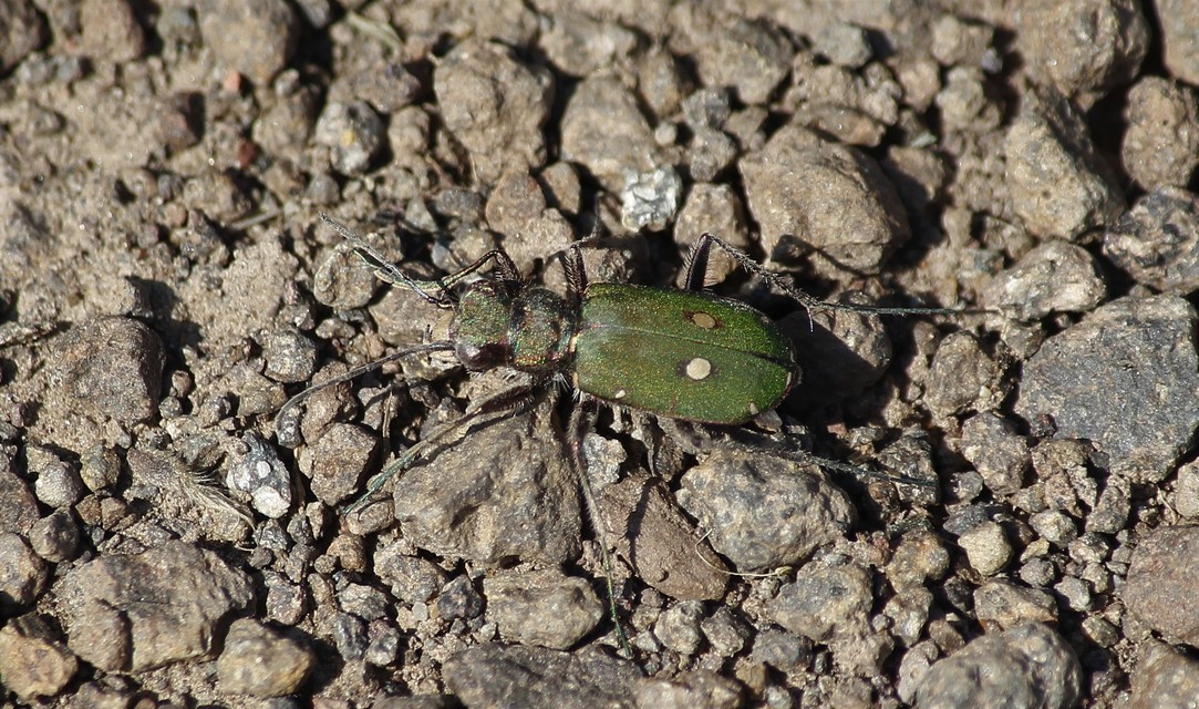 Cicindela campestris - mezei homokfutrinka