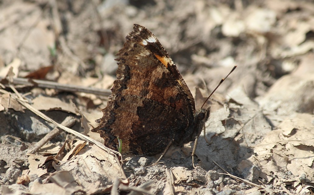 Nymphalis xanthomelas - vörös rókalepke