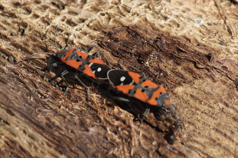 Lygaeus