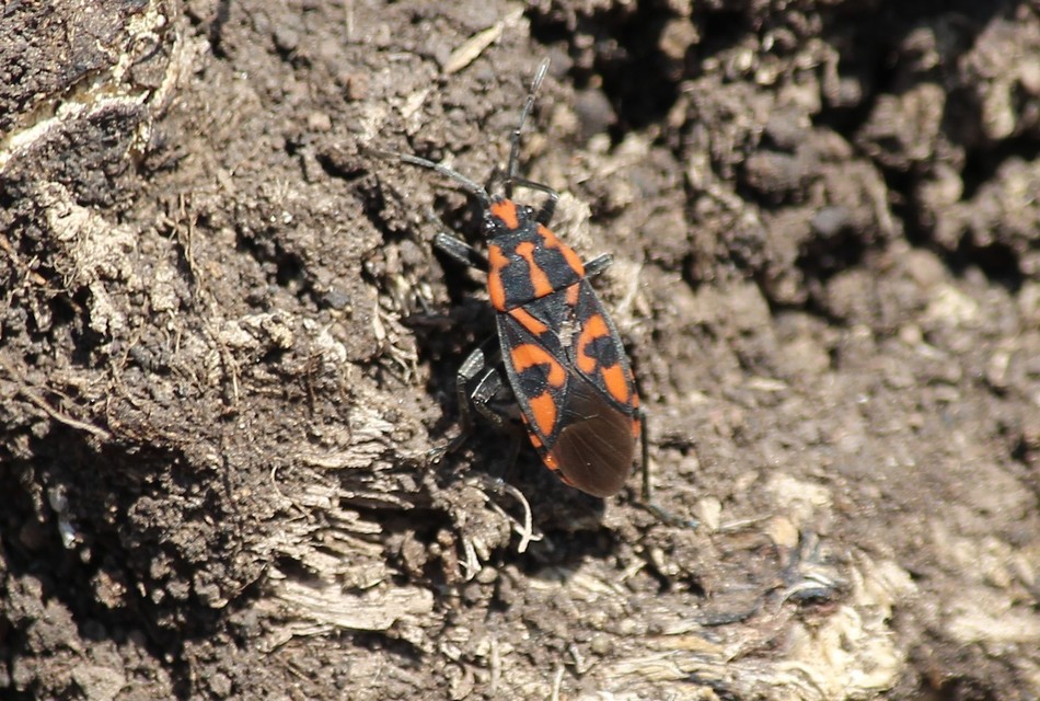 Spilostethus saxatilis - virágbodobács