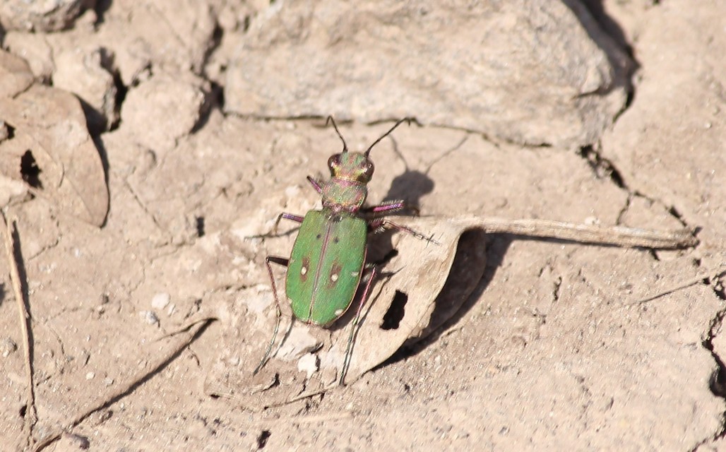 Cicindela campestris - mezei homokfutrinka