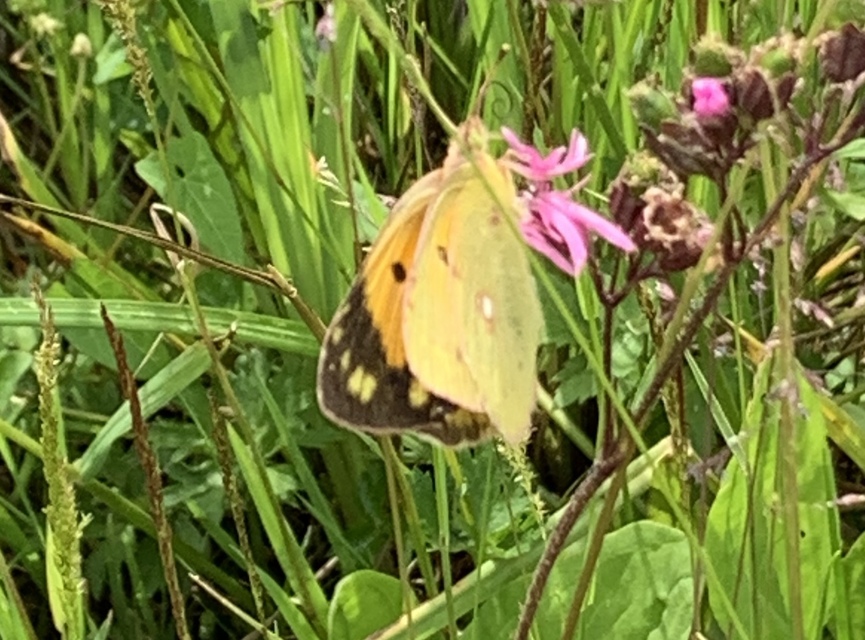 Colias croceus - sáfránylepke