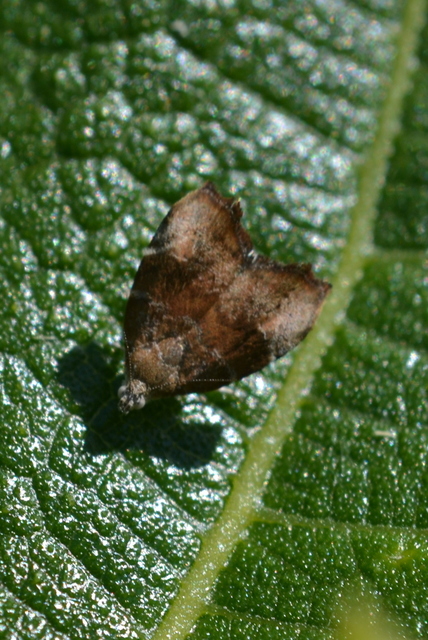 Choreutis nemorana - füge-levélmoly