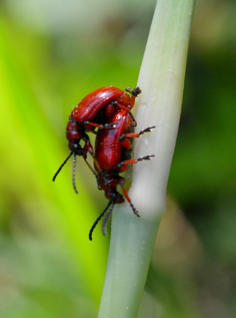 Lilioceris merdigera - hagymabogár Lilioceris merdigera - hagymabogár