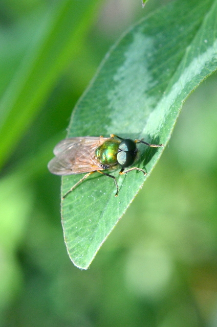 Chloromyia