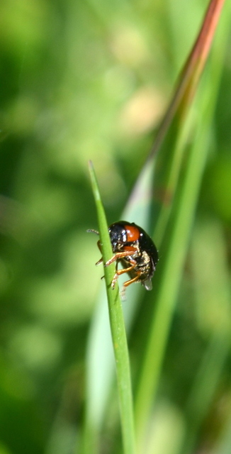 Smaragdina Smaragdina
