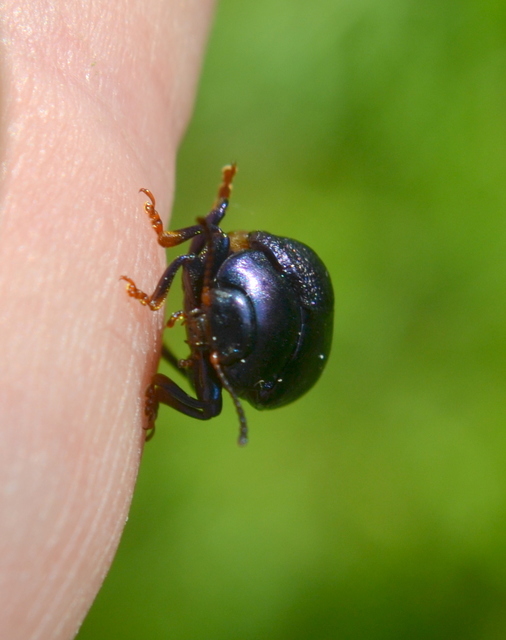 Chrysolina sturmi - vöröslábú levelész