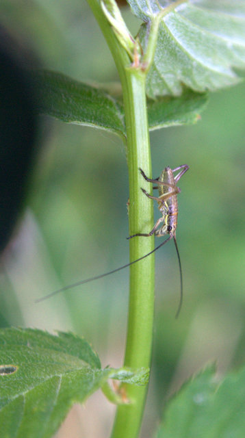 Ephippiger ephippiger - nyergesszöcske