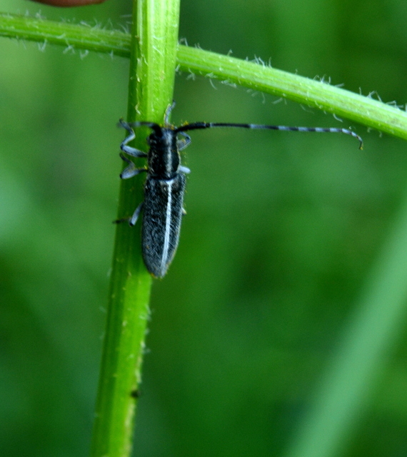 Agapanthia cardui - sávos bogáncscincér