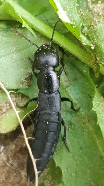 Ocypus nitens - fekete holyva