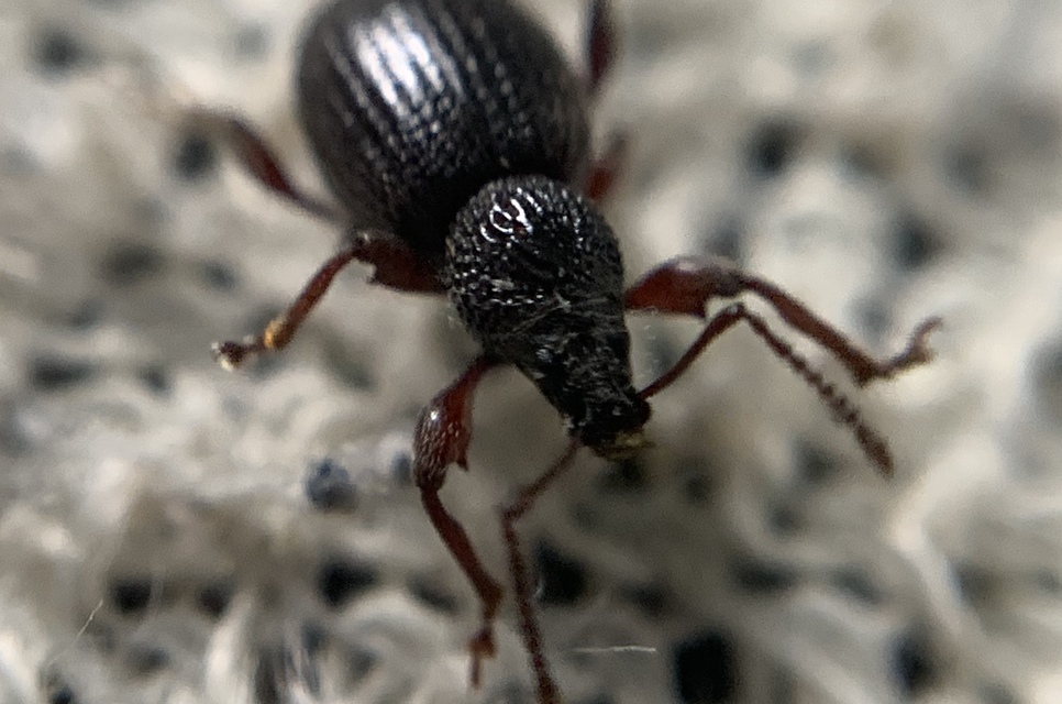 Otiorhynchus ovatus - apró gyalogormányos