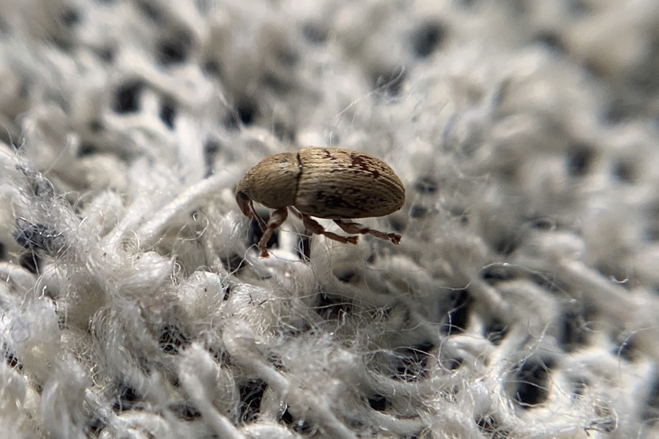 Tychius flavus - lucernamag-tímárormányos