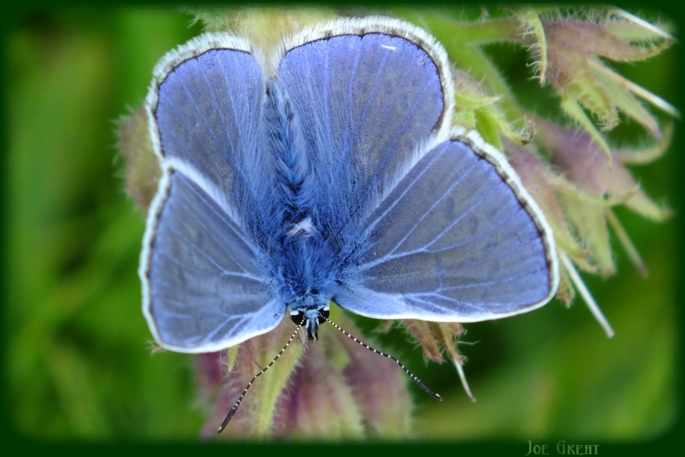 Polyommatus icarus - közönséges boglárka