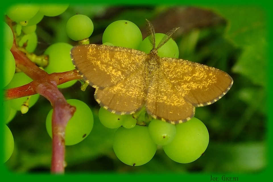 Ematurga atomaria - barna rétiaraszoló