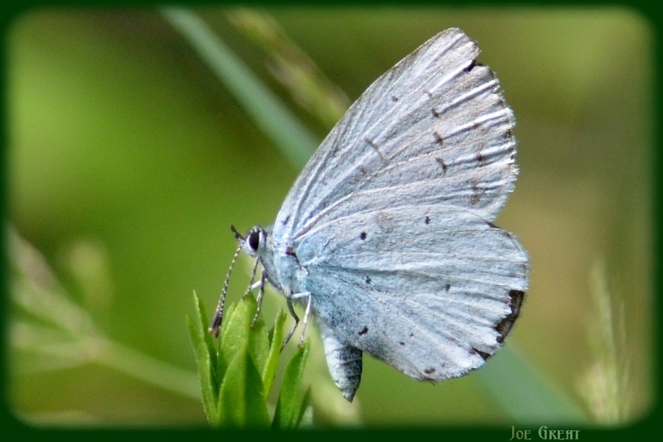 Celastrina argiolus - bengeboglárka