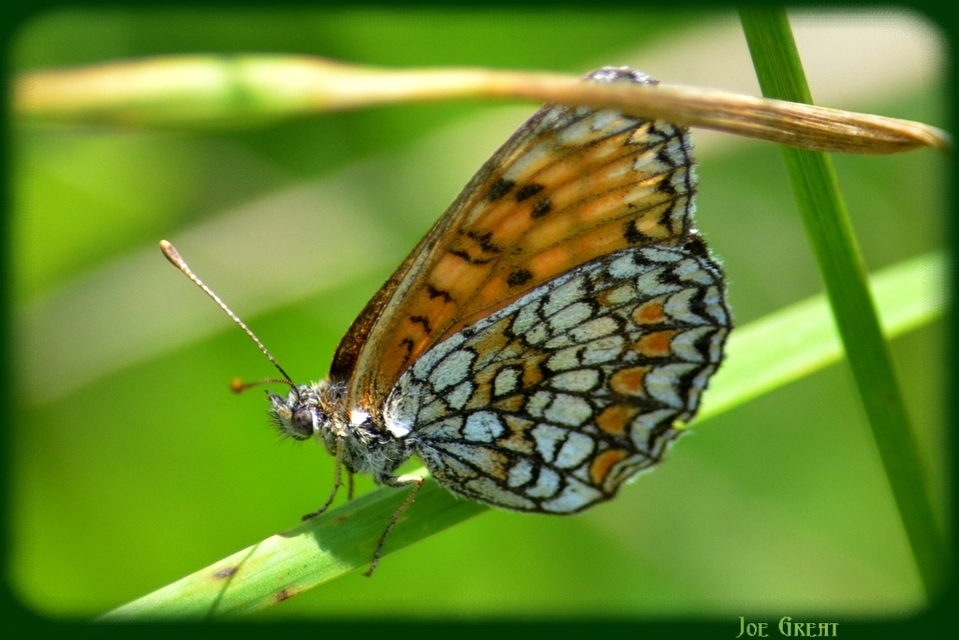 Melitaea athalia - közönséges tarkalepke