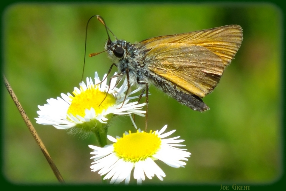 Thymelicus sylvestris - barna busalepke