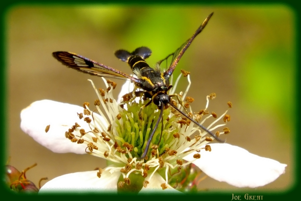 Sesiidae - szitkárfélék