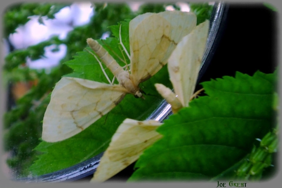 Eulithis pyraliata - sárga galajaraszoló