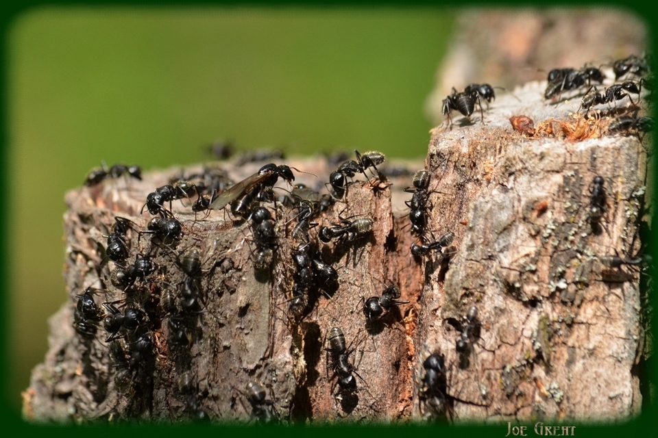 Camponotus vagus - fekete lóhangya