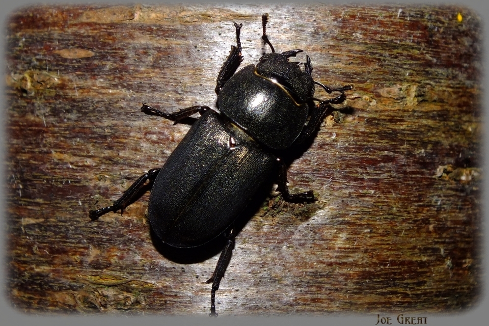 Dorcus parallelipipedus - kis szarvasbogár