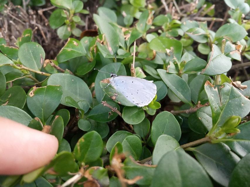 Celastrina argiolus - bengeboglárka