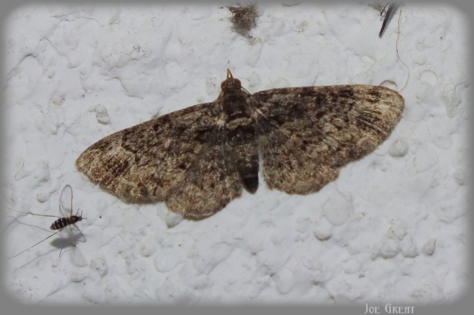 Pasiphila rectangulata - almavirág-araszoló