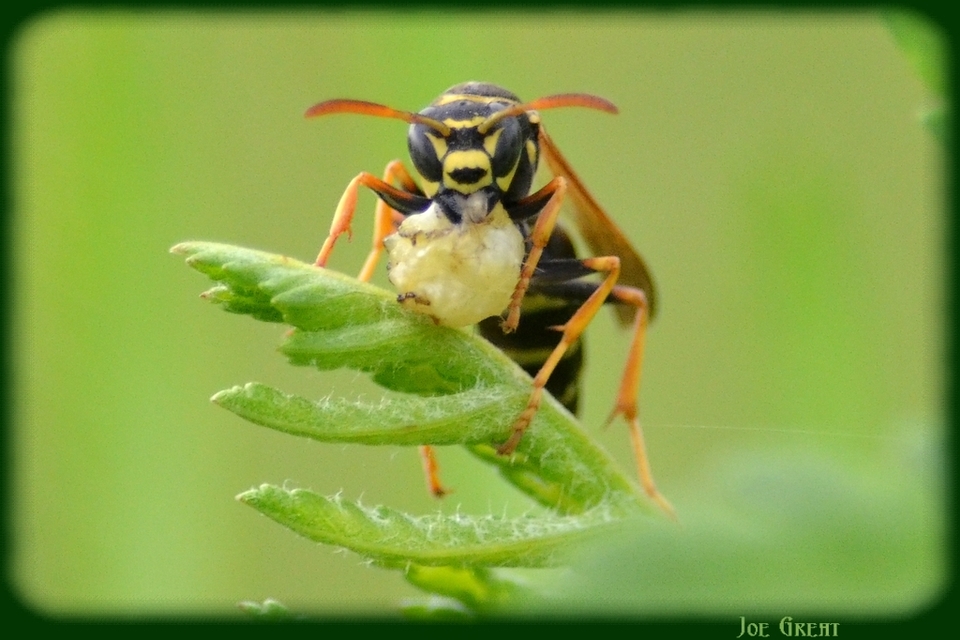 Polistes - papírdarazsak