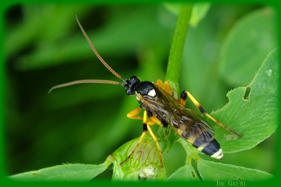 Ichneumoninae