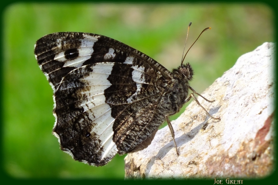 Brintesia circe - fehéröves szemeslepke