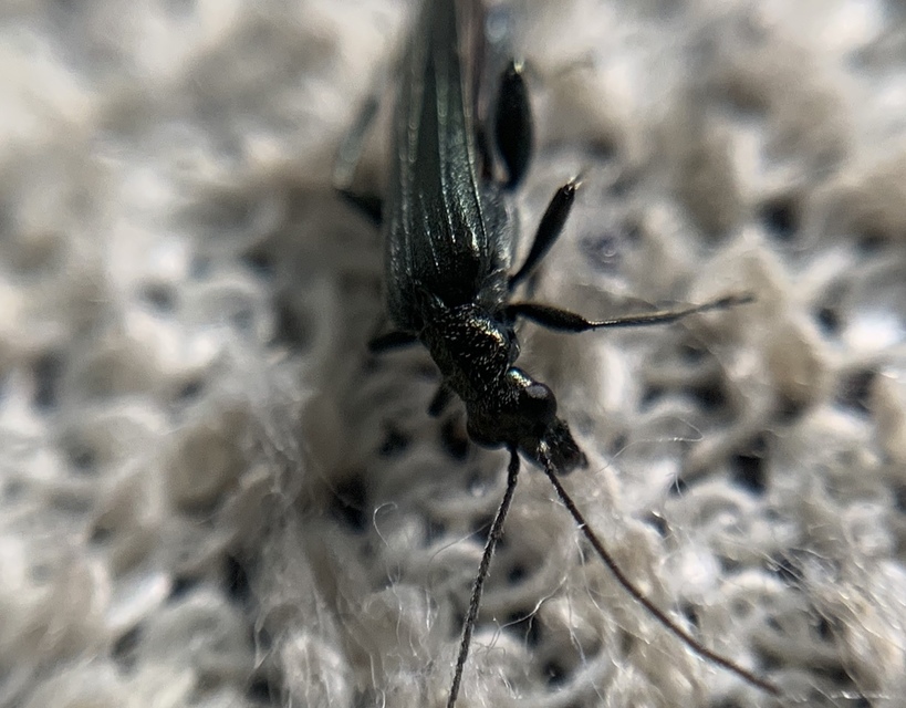 Oedemera virescens - zöldes álcincér