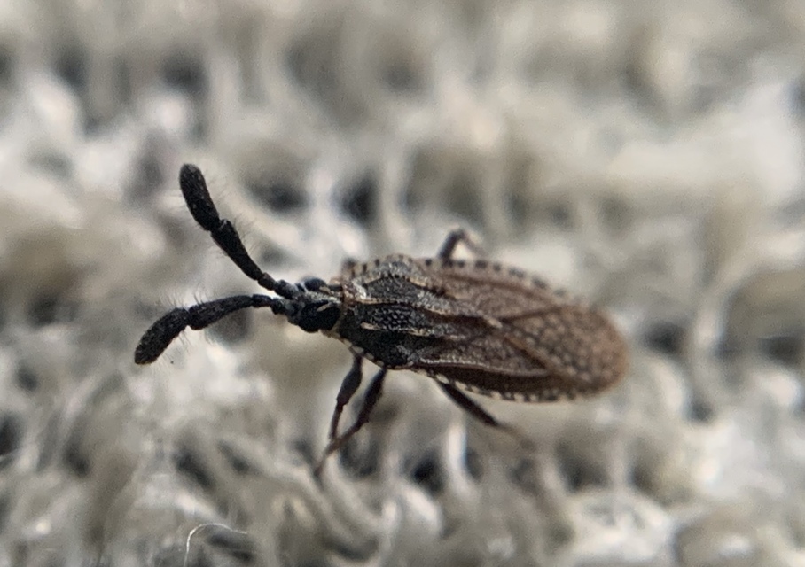 Copium clavicorne - bunkóscsápú csipkéspoloska