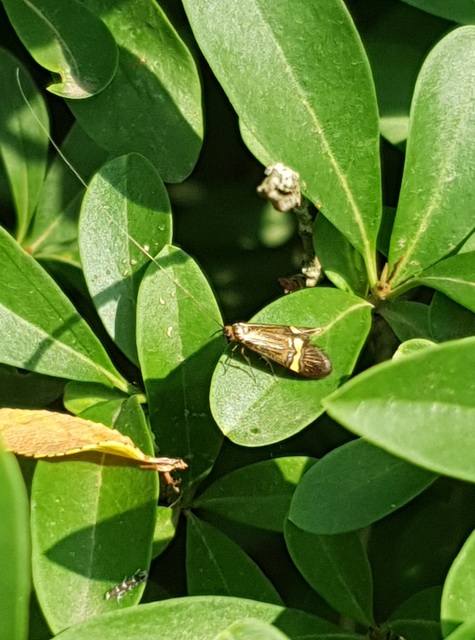Nemophora degeerella - pompás tőrösmoly