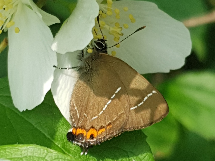 Satyrium w-album - szilfa-csücsköslepke