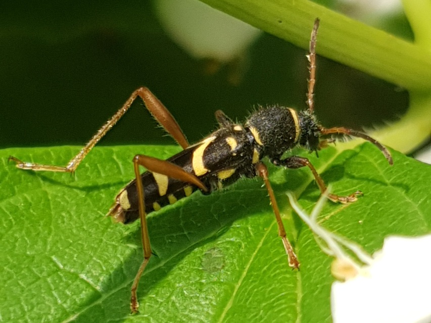 Clytus arietis - közönséges darázscincér