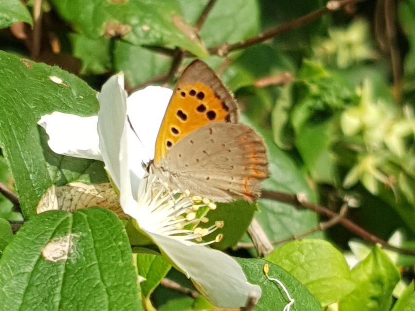 Lycaena phlaeas - közönséges tűzlepke