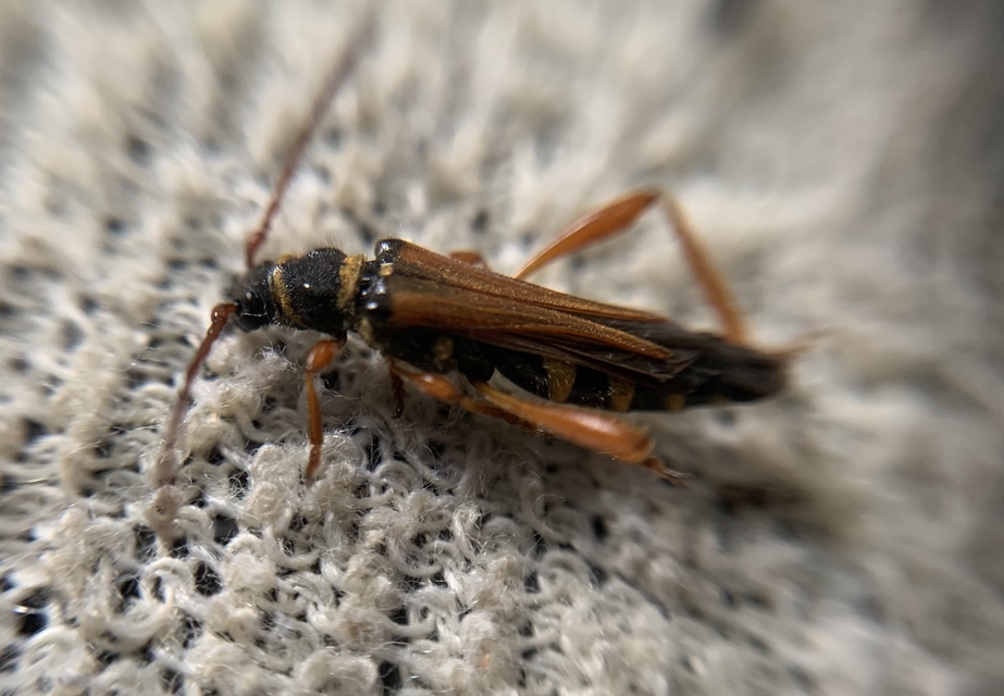 Stenopterus flavicornis - sárgacsápú keskenyfedőscincér
