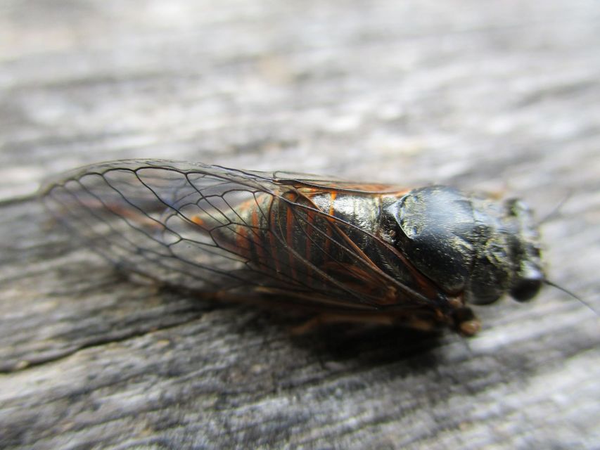 Cicadidae - énekeskabócák