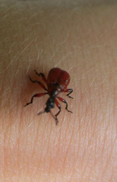 Apoderus coryli - mogyoró-levélsodró