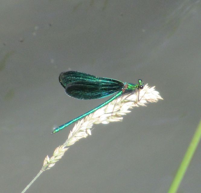 Calopteryx virgo - kisasszony-szitakötő