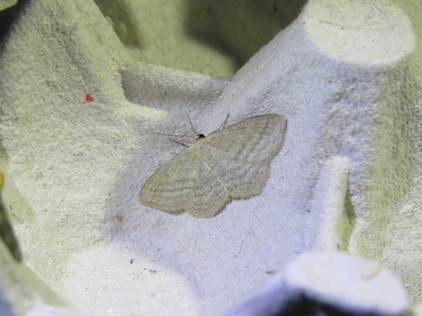 Scopula virgulata - vesszős sávosaraszoló