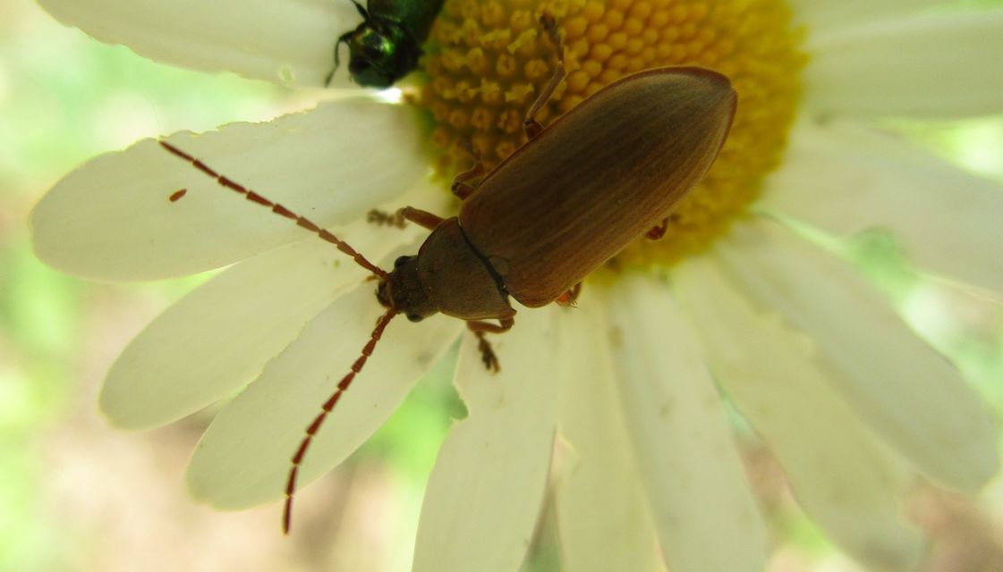 Dascillus cervinus - közönséges ernyősrétbogár