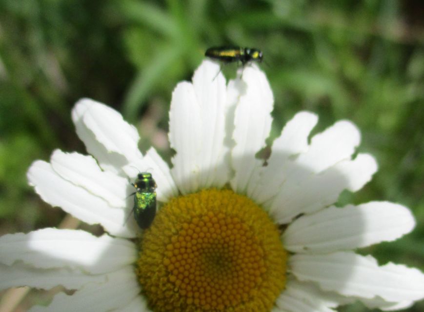 Anthaxia fulgurans - közönséges virágdíszbogár