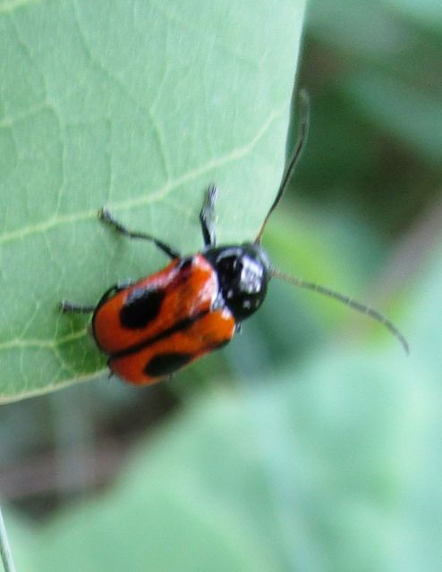 Cryptocephalus bipunctatus - kétpettyes zömökbogár