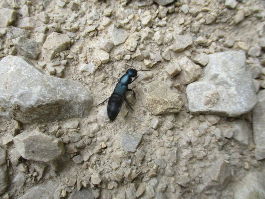 Ocypus ophthalmicus - kék holyva