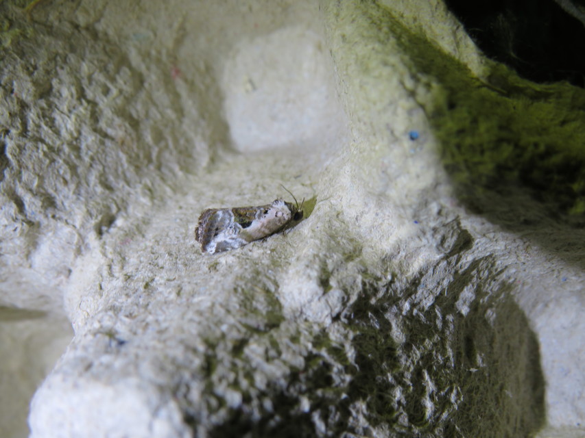Hapalotis venustula - rózsaszínű mázasbagoly