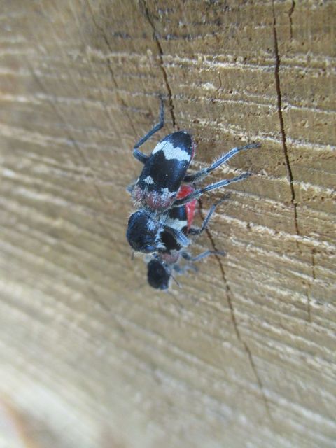 Clerus mutillarius - feketenyakú szúfarkas